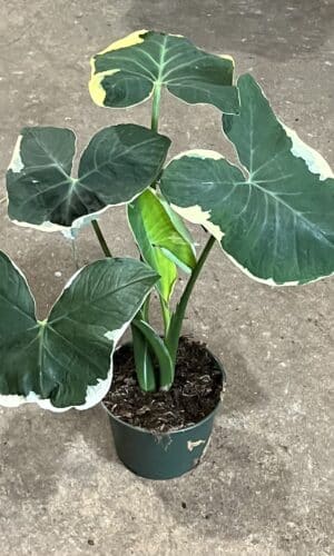 6" Alocasia Mickey Mouse