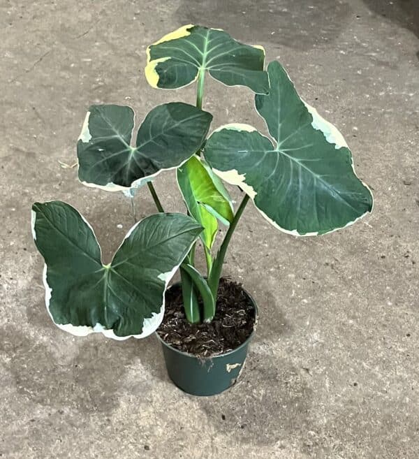 6" Alocasia Mickey Mouse