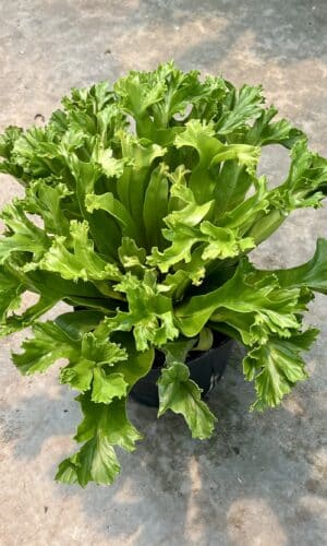 6" Fern Birds Nest Leslie