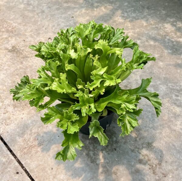 6" Fern Birds Nest Leslie