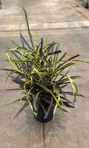8" Croton Red Banana
