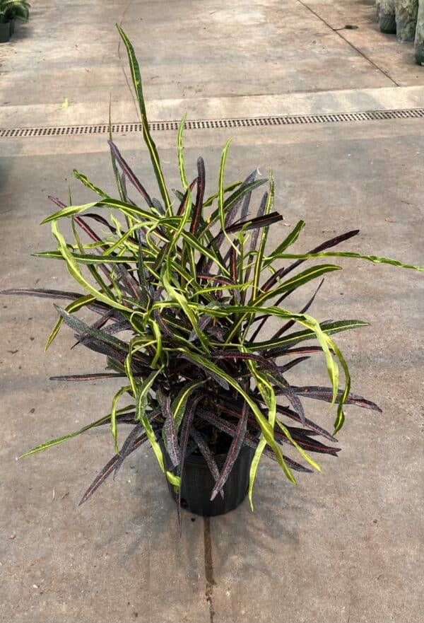 8" Croton Red Banana