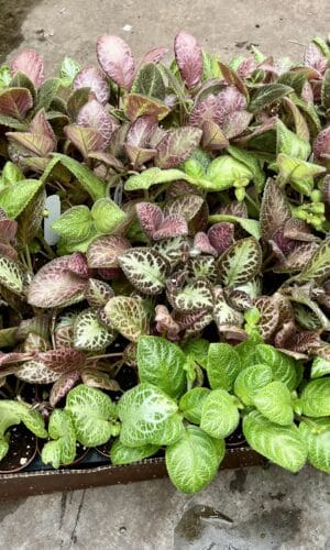 2" Episcia