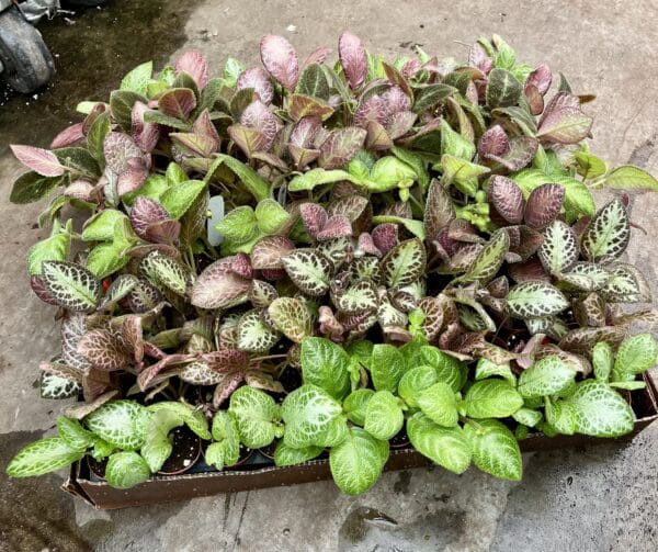2" Episcia