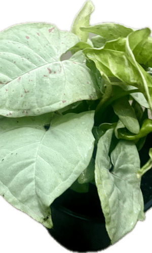 4" Syngonium Milk Confetti