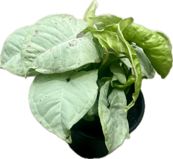 4" Syngonium Milk Confetti