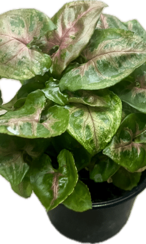 4" Syngonium Tiffany
