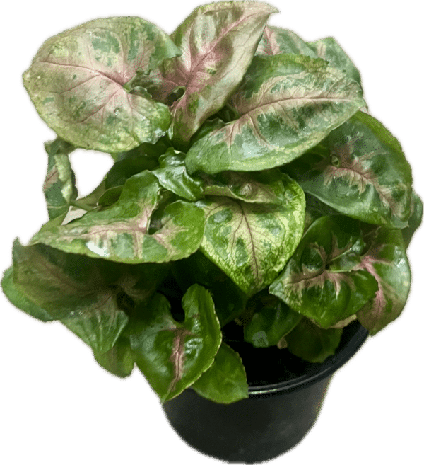 4" Syngonium Tiffany