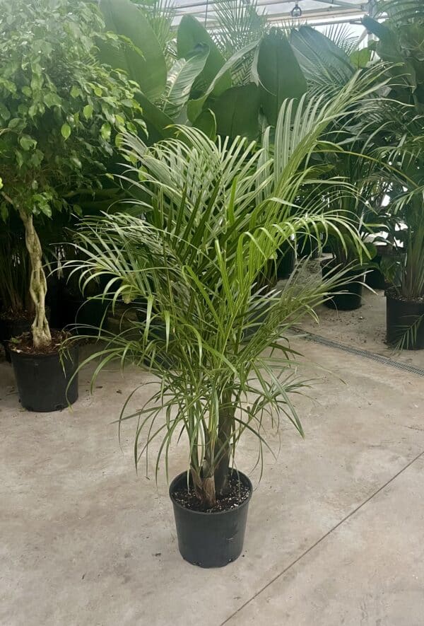 10" Palm Spindle