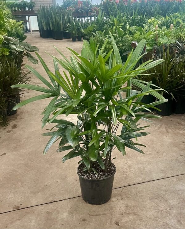 10" Palm Rhapis