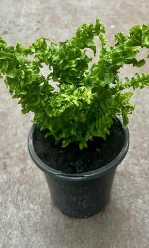 4" Fern Emina