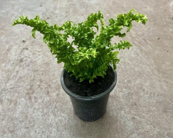 4" Fern Emina