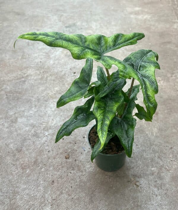 4" Alocasia Jacklyn