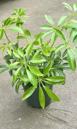 4" Arb