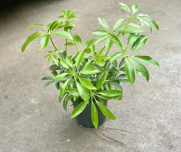 4" Arb