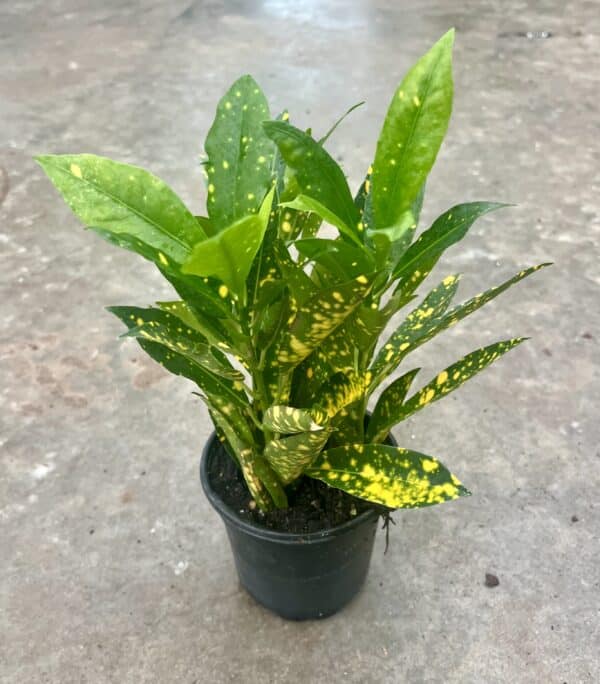 4" Croton Gold Dust