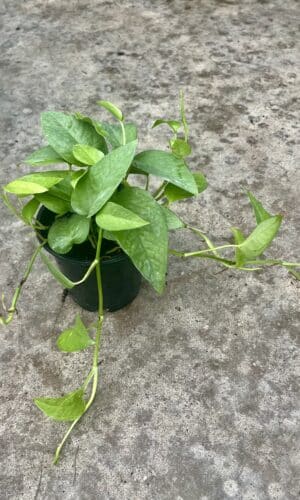 4" Pothos Cebu Blue