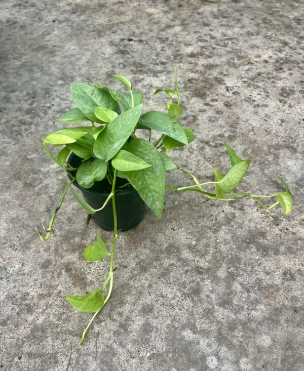 4" Pothos Cebu Blue