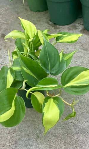 4" Philodendron Brazil