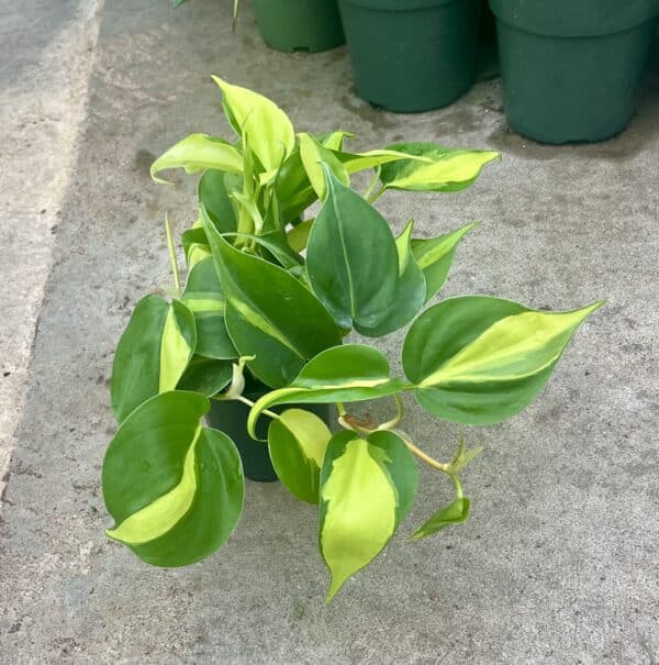 4" Philodendron Brazil