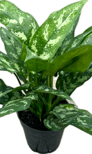 6" Aglaonema Maria