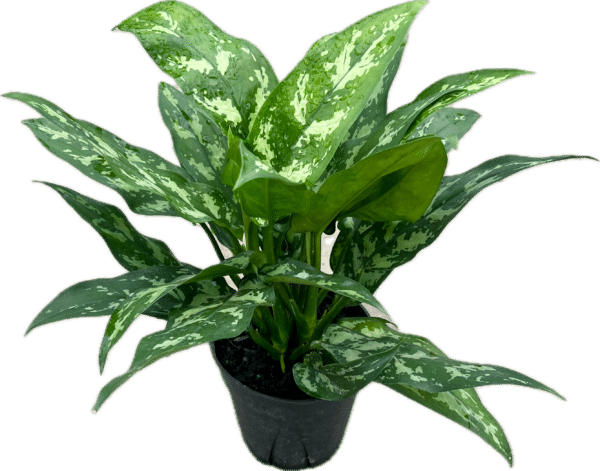 6" Aglaonema Maria