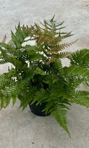 6" Fern Autumn
