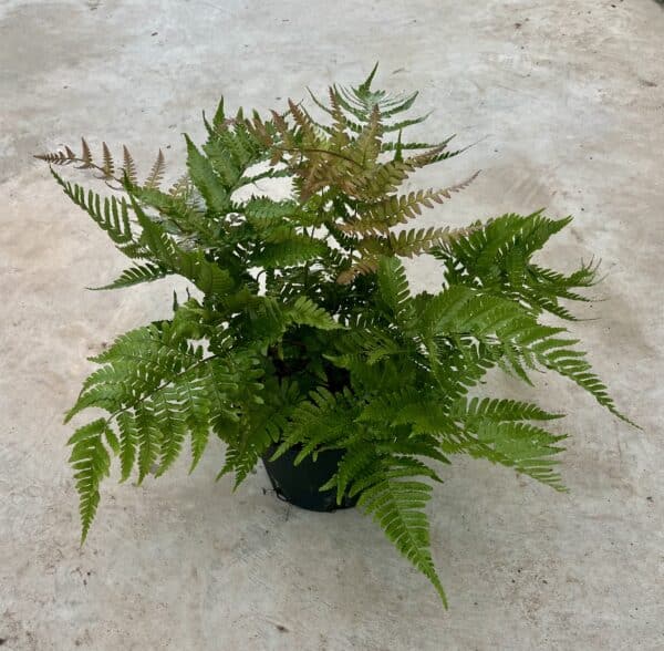 6" Fern Autumn