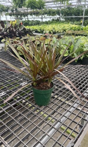 6" Margi Tips