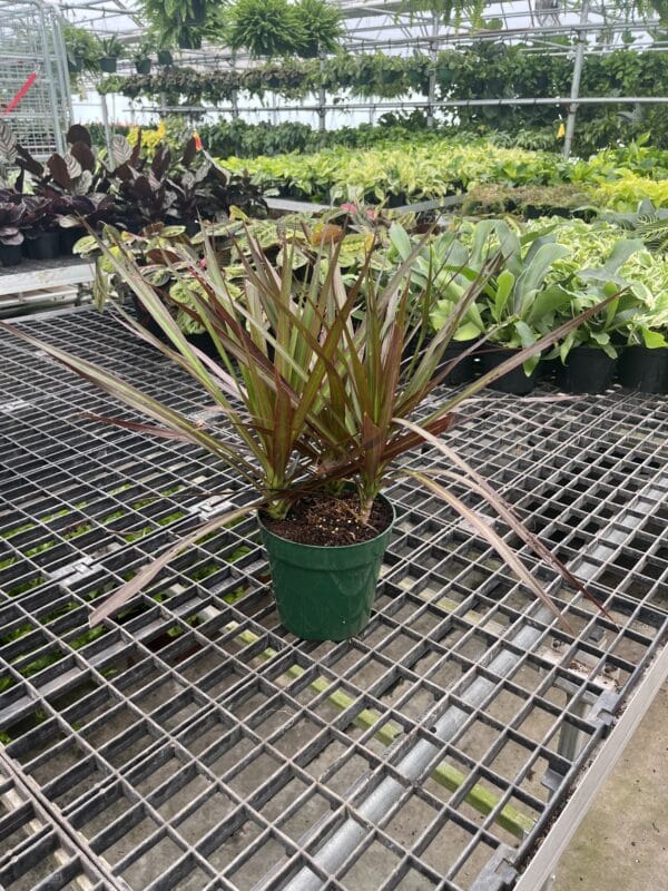 6" Margi Tips