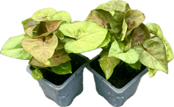 3-In Nephthytis Berry