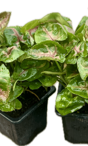 3" Syngonium Tiffany