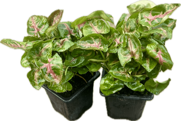 3" Syngonium Tiffany