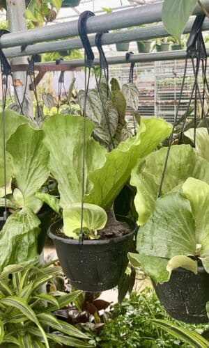 HB Fern 8-In Elephantotis
