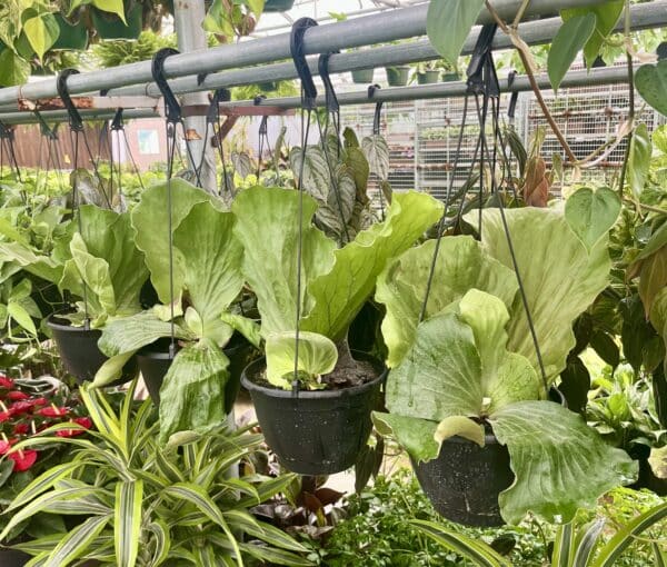 HB Fern 8-In Elephantotis