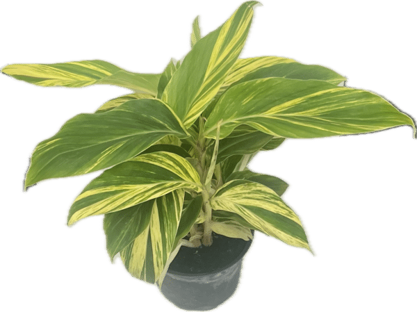 6" Ginger  Variegated