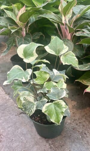 6" Ivy Algerian Marble