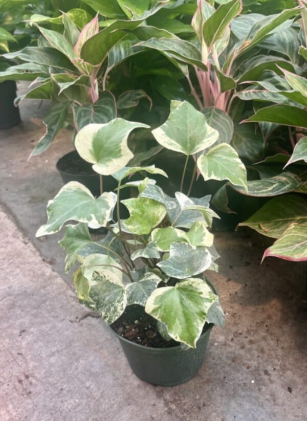 6" Ivy Algerian Marble