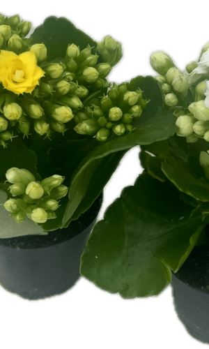2" Kalanchoe