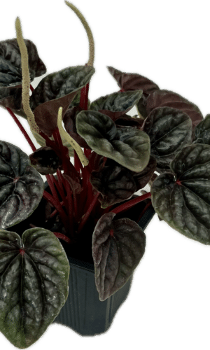 3" Peperomia Ripple Burgundy