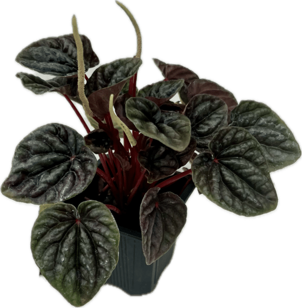 3" Peperomia Ripple Burgundy