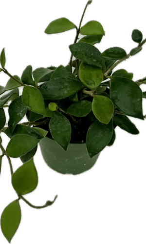 4" Hoya Pubera