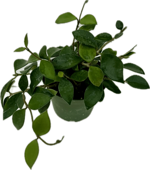 4" Hoya Pubera