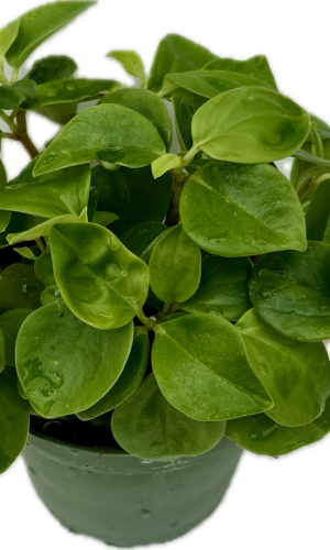 4" Peperomia Cubensis