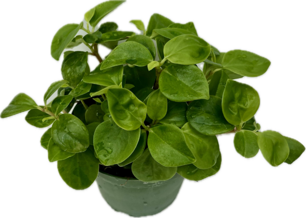 4" Peperomia Cubensis