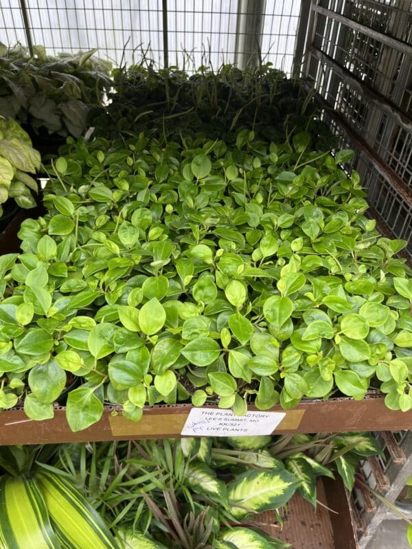 4" Peperomia Cubensis - Image 2