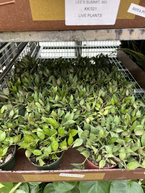4" Hoya Lacunosa - Image 2