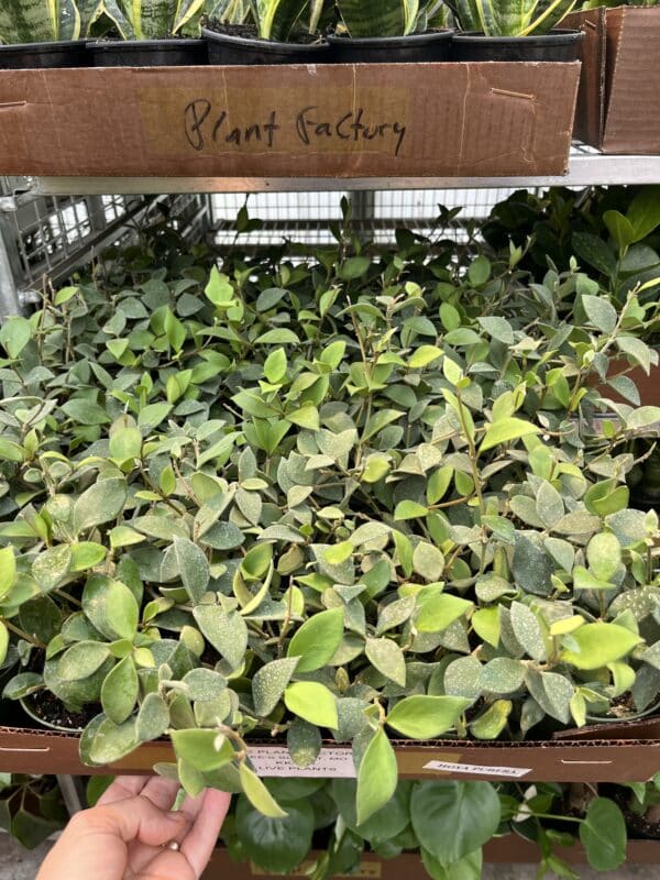 4" Hoya Pubera - Image 2