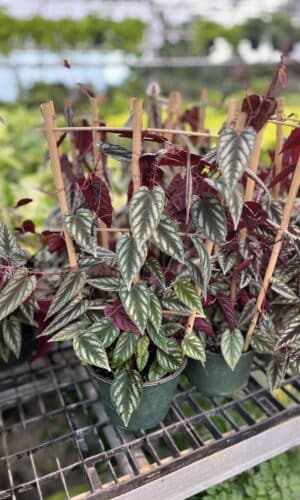 6" Cissus Discolor Trellis
