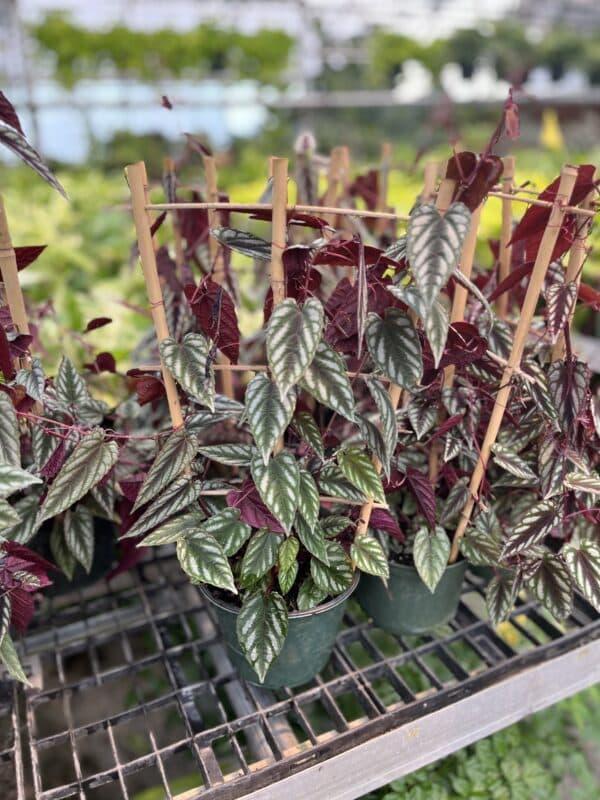 6" Cissus Discolor Trellis